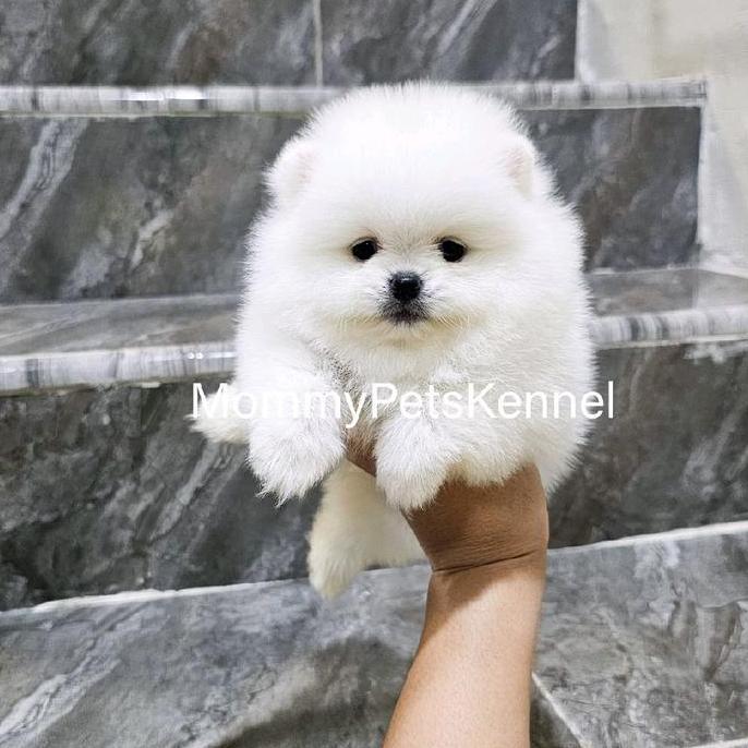 Supermini Pom snow white Pomeranian puppy