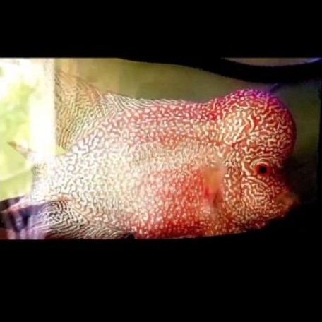 Bibit Louhan cencu x kamfa F3 full mutiara size 2 3 cm siap Progres untuk budidaya