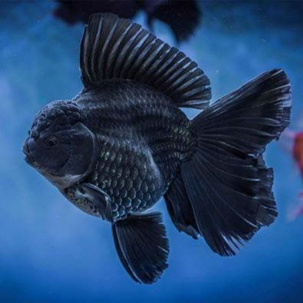koki oranda hitam putih 5ekor untuk hiasan akuarium