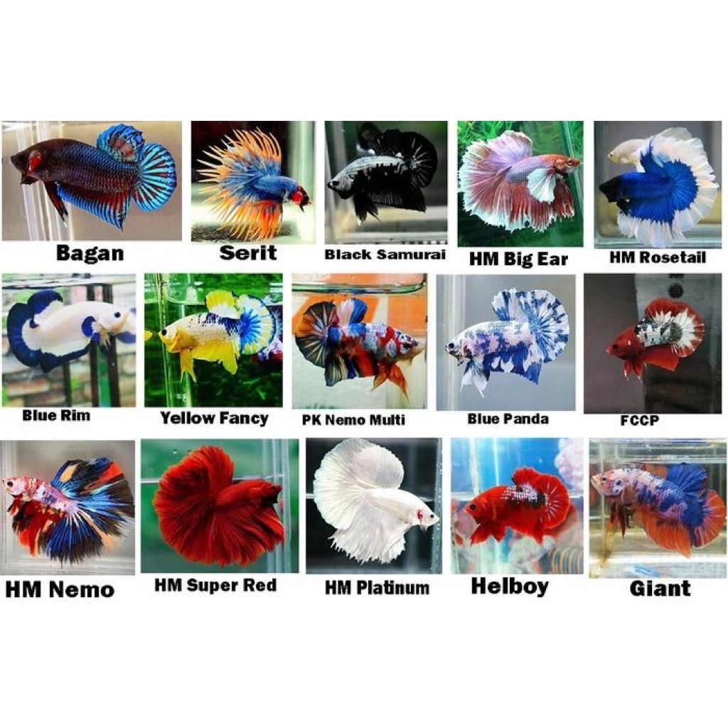 aCupang Halfmoon Hiasan Aquarium Berkualitas avatar nemo isi random