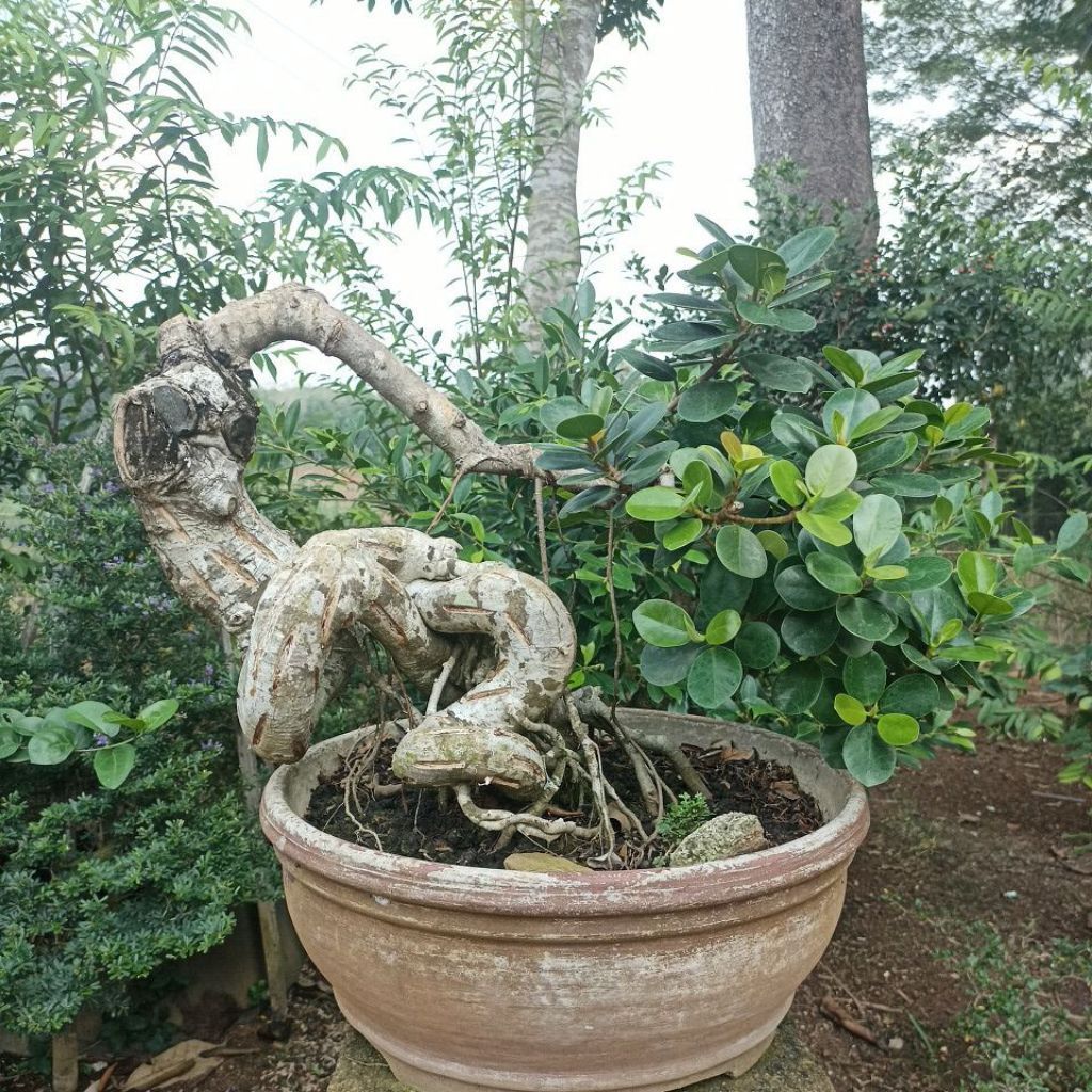 bonsai dolar dolar