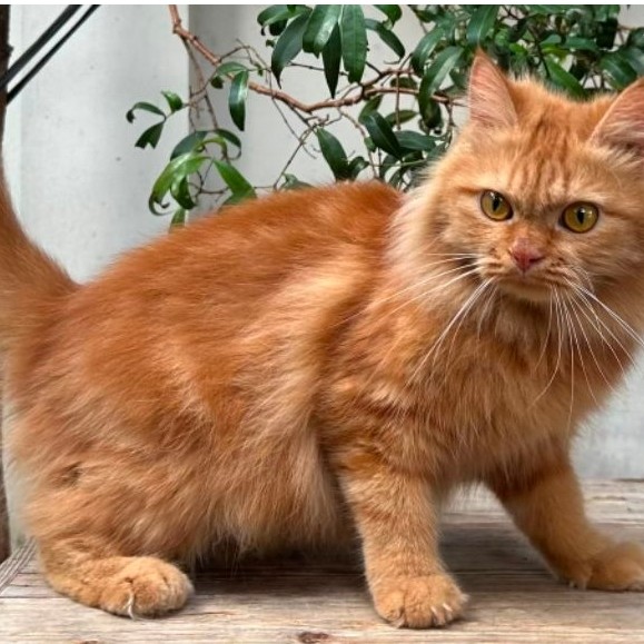 KUCING PERSIA BETINA 8 BULAN OREN
