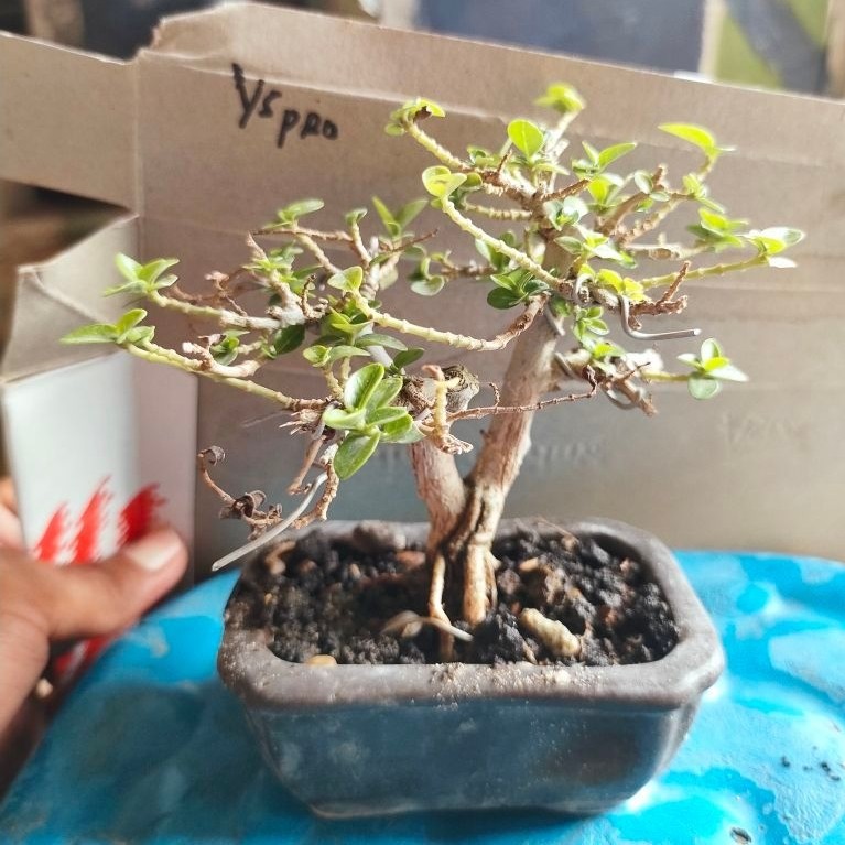 Miniatur Pohon Bonsai Ys.pro dalam Pot Keramik Hiasan Meja