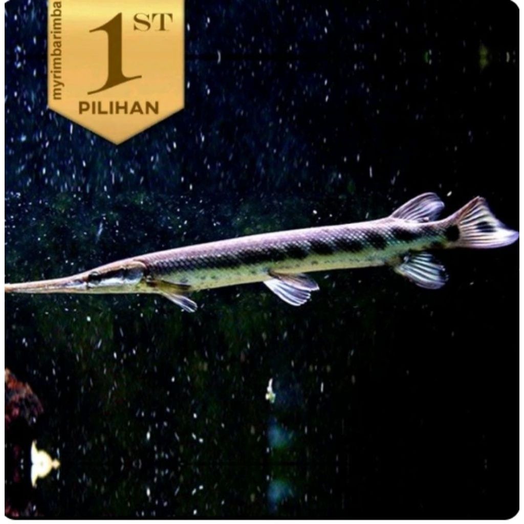 Ikan Hias Aligator Florida GAR Predator Hiasan Aquarium Tanaman Aqascape