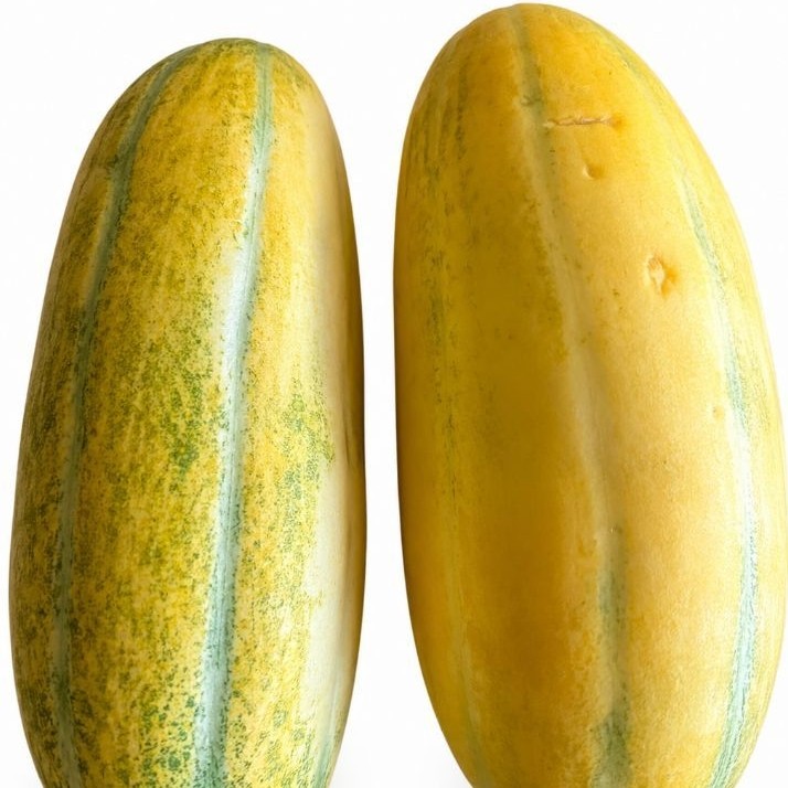 Buah mentimun mas / timun suri segar 1,5kg-2kg