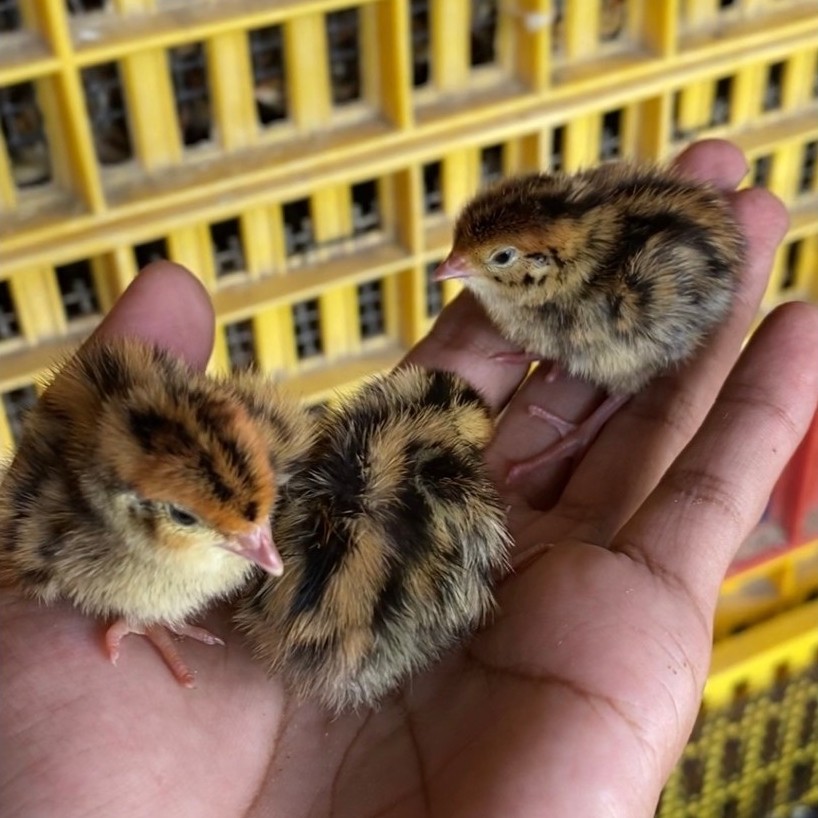 50/100 anak puyuh/DOQ (beku) cocok untuk pakan DOP kalian