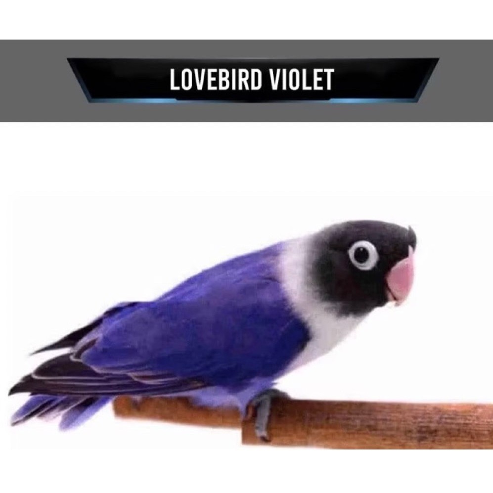 Burung Lovebird Violet Pilihan Mulus