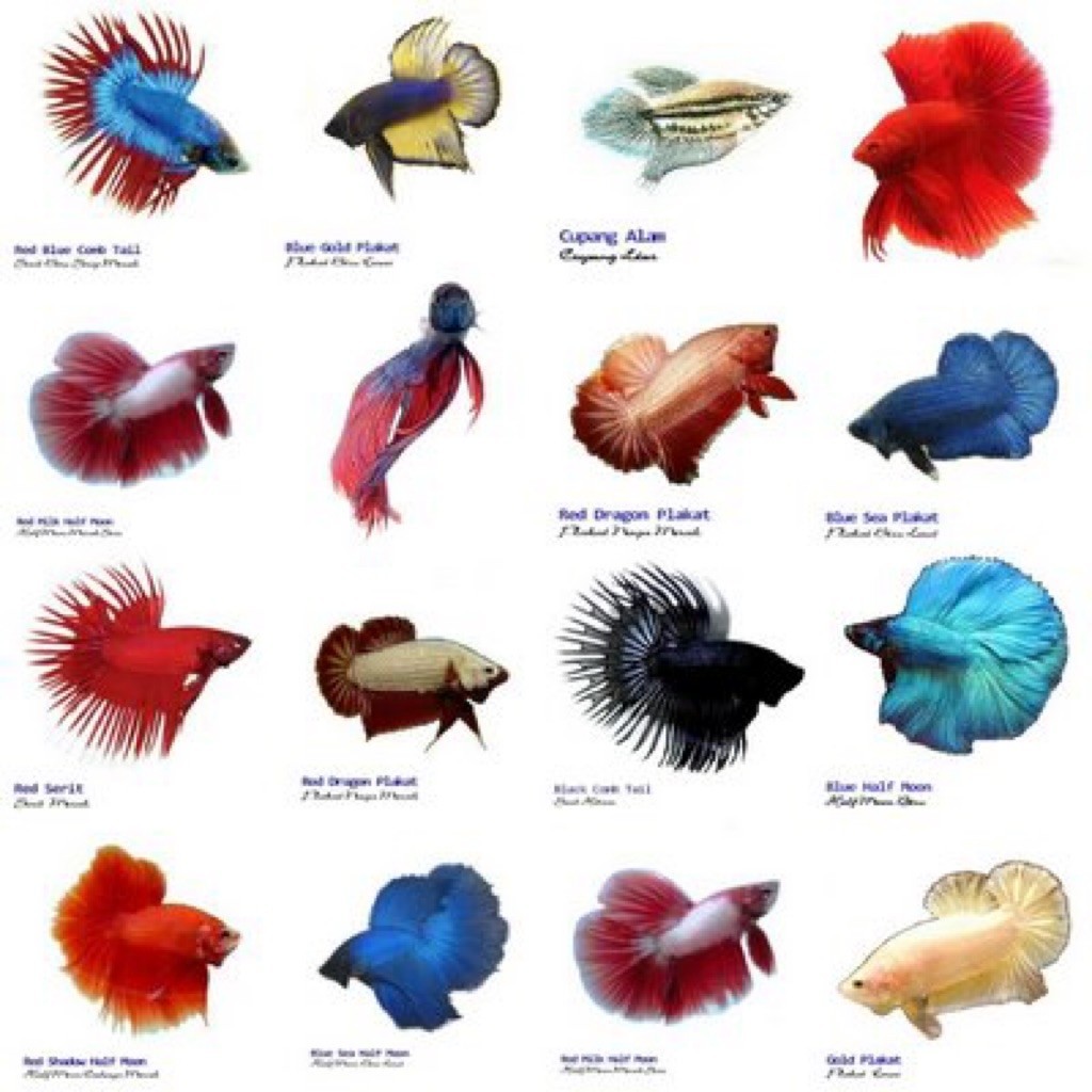 cupang random dapat 3ekor halmon avatar nemo aquarium