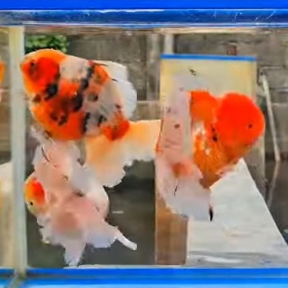 Ikan Mas Koki - Oranda Rosetail