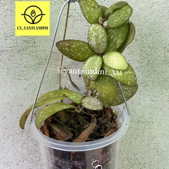 Hoya Siligatis