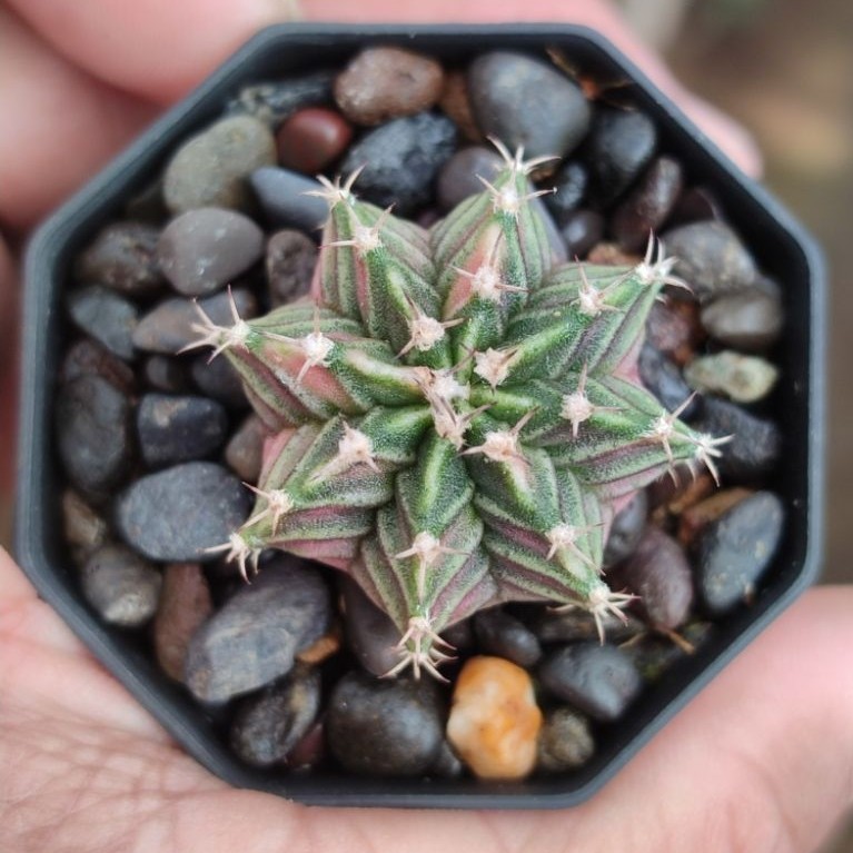 LB hybrid varigata selected seedling