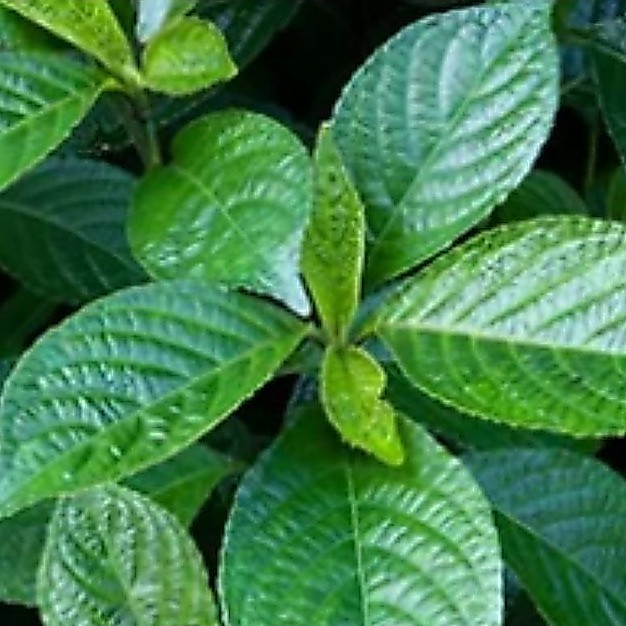 Daun Keji beling / Daun keji bling
