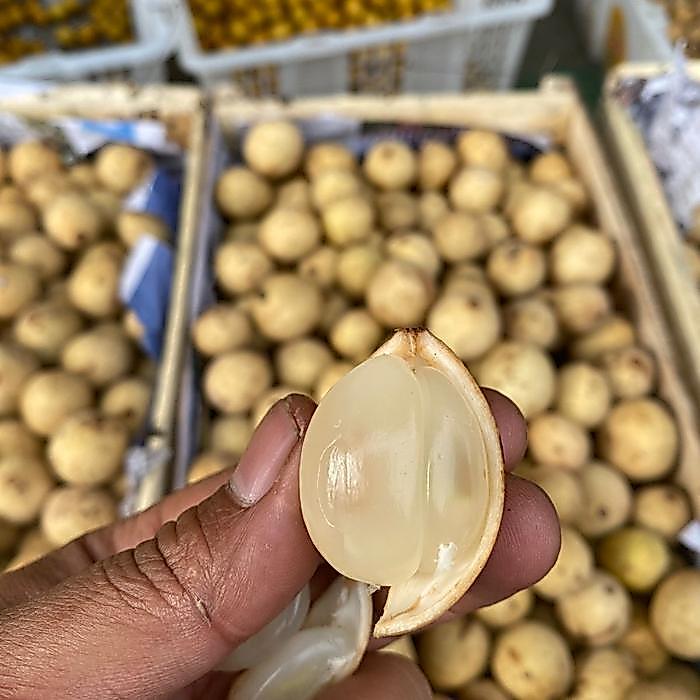 buah duku Komering manis