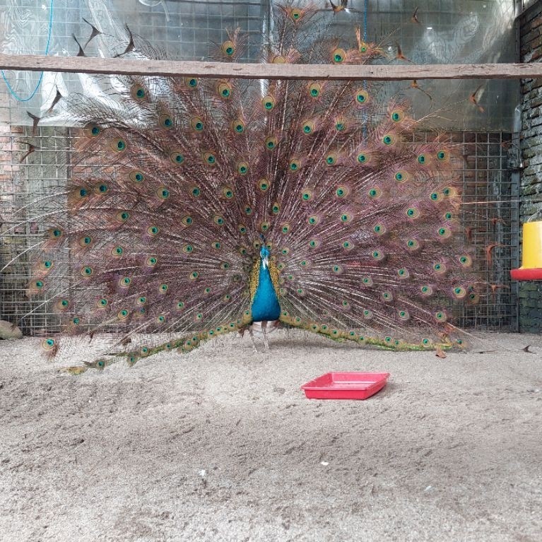 indukan Merak India Biru Ungu (Pavo cristatus)