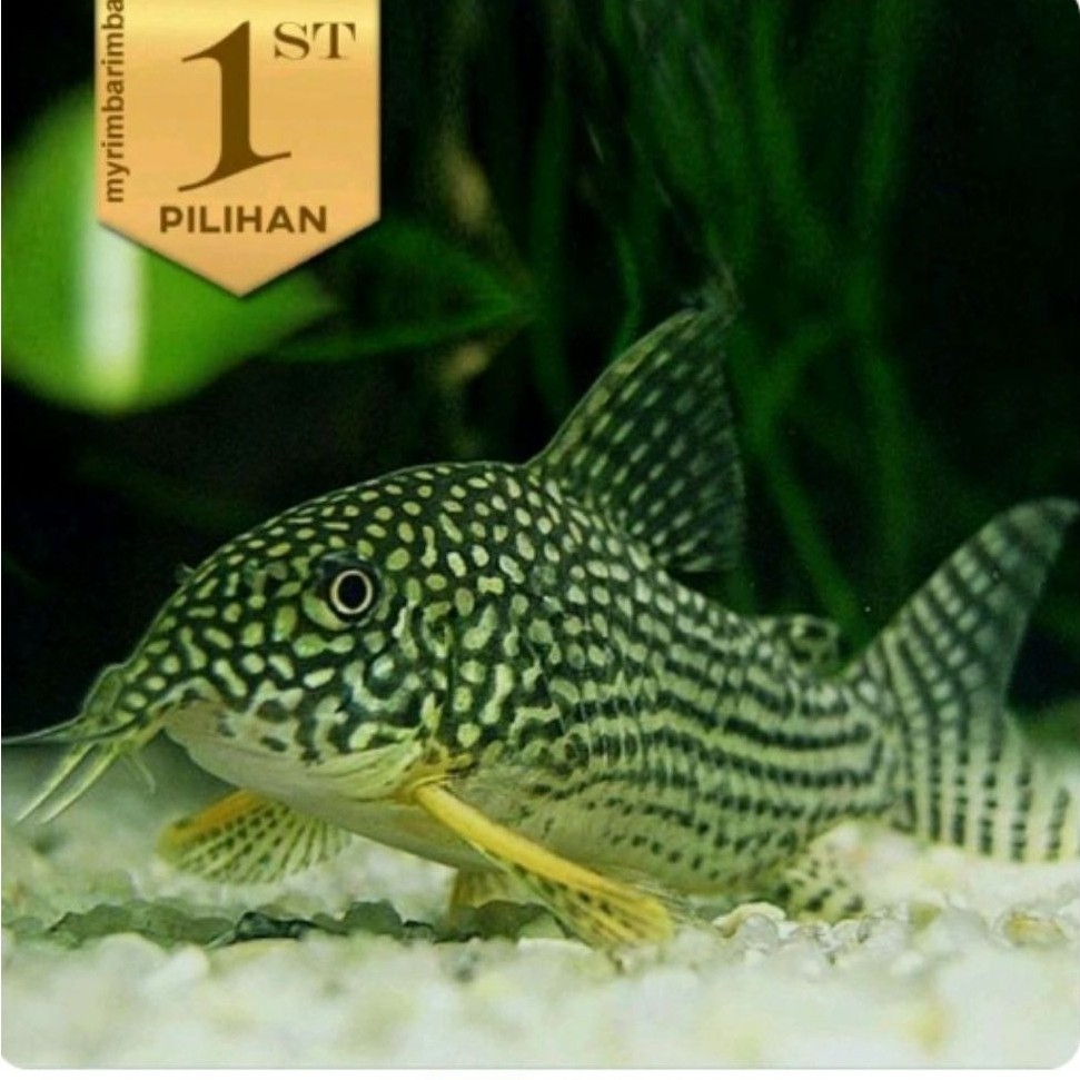 Corydoras Strebai Size Indukan JUMBO Ikan Hias Hiasan Aquarium Tanaman Air Aquascape