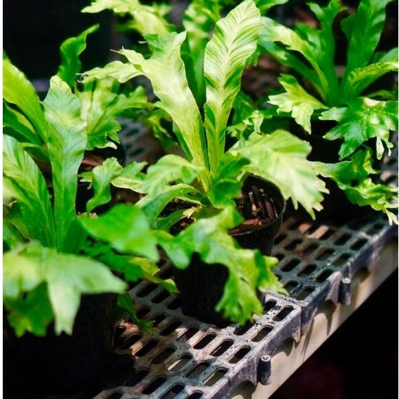 Asplenium cv. 'Yellow Variegata' / Tanaman Pakis Epifit / Fern