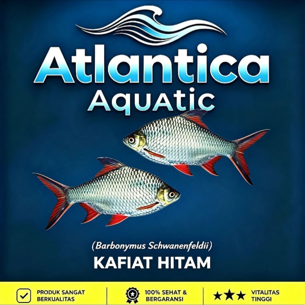 Pewarna Kaviat Hitam Pelengkap Aquascape..