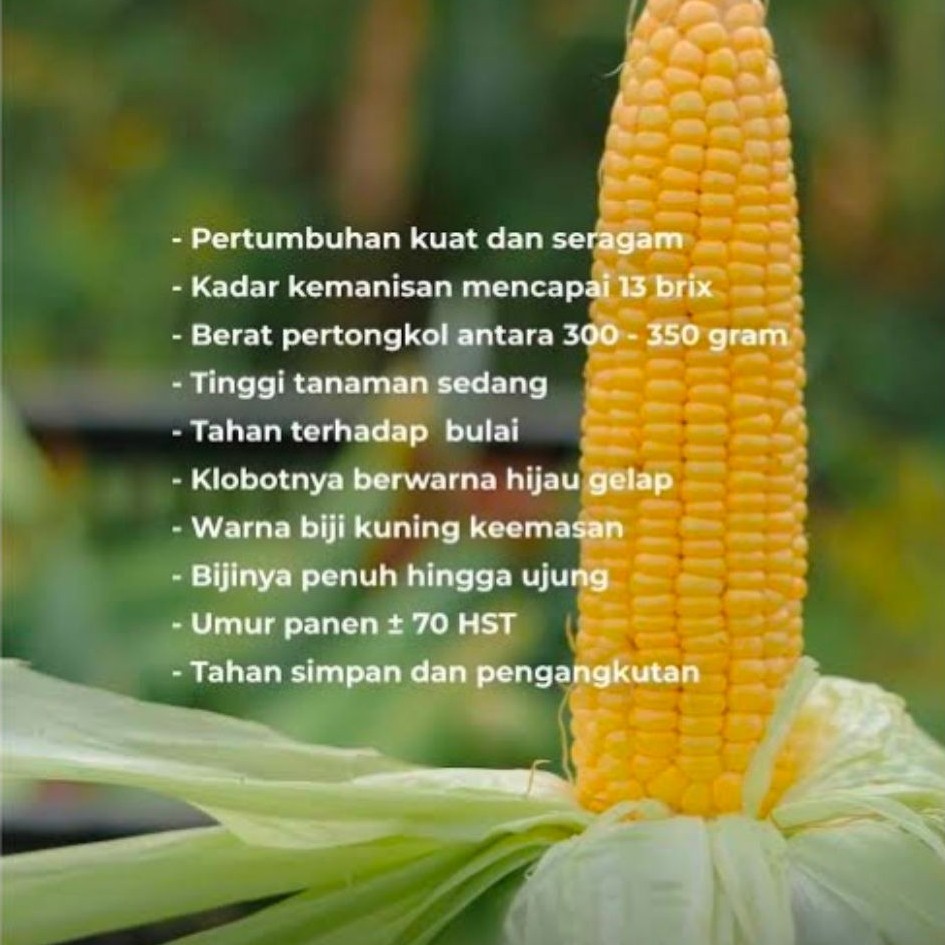 200+ Biji benih jagung manis madu - tahan bulai - produk pabrikan - mutu terjamin