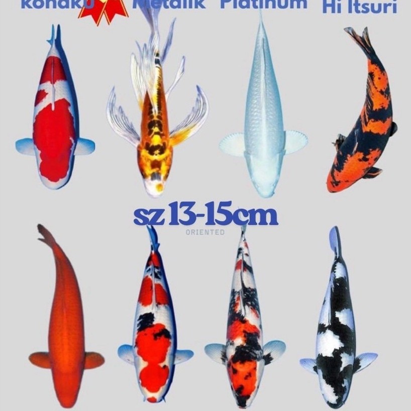 REGULER KOI BLITAR CANTIK SIZE 12-15cm