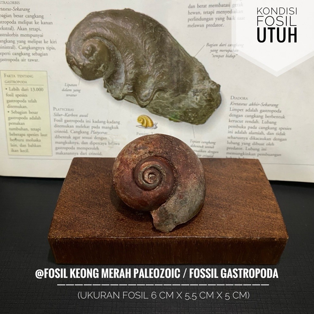Fosil Keong Merah Paleozoic A17 atau Fosil Keong Purba Merah atau Fosil Gastropoda atau Fosil Kerang