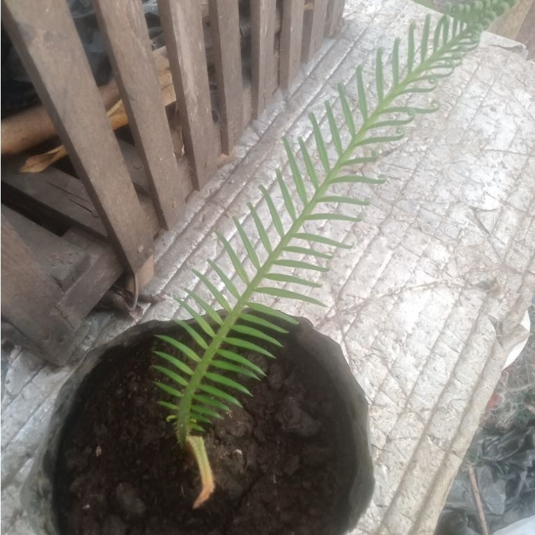 Daun sikas 1 Cabang - Tahan Lama, Warna Hijau, Desain Realistis
