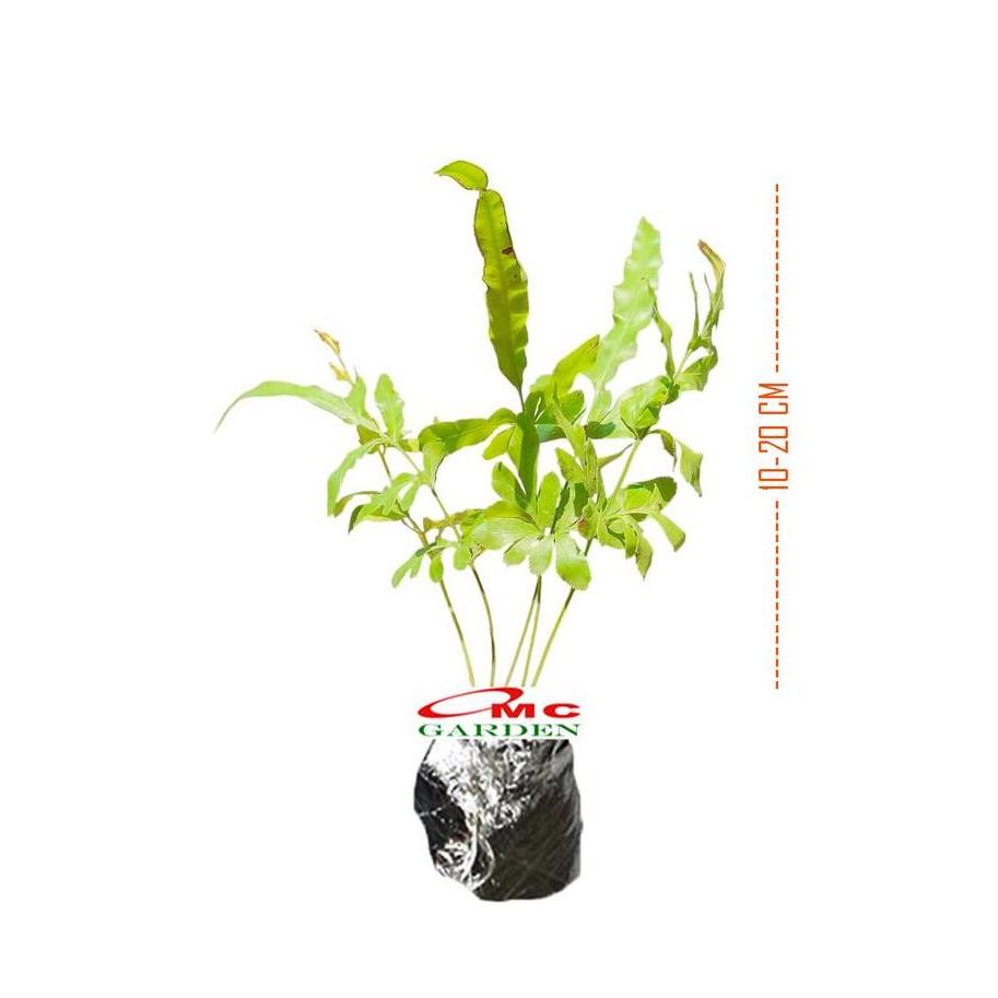 *#*#*#] Tanaman Hias Pakis Pacis  Bintang Biru Phlebodium Aureum Mandaianum