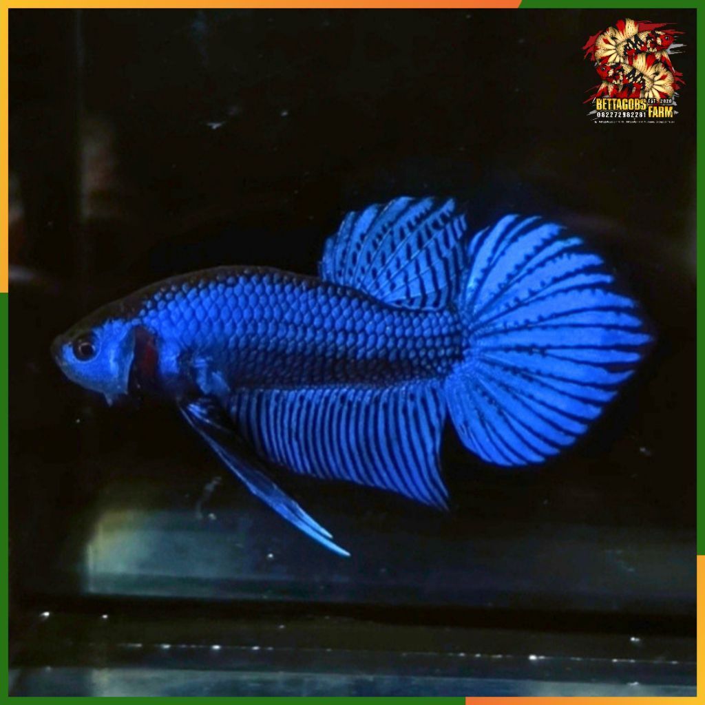 Wild Betta Blue Mahachai Spadetail