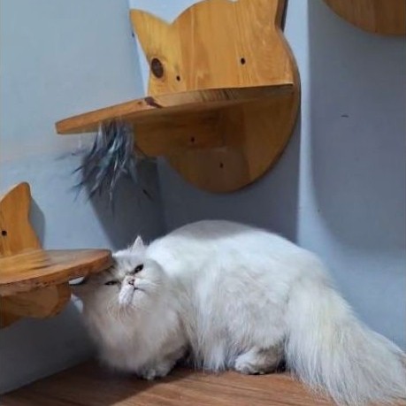 Kucing munchkin Longhair betina kaki cebol lucu