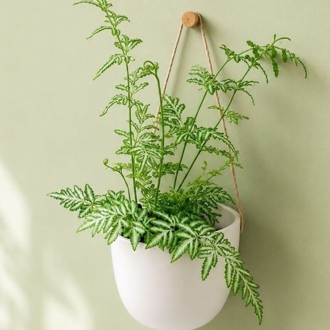 Tanaman Hias Silver Lace Fern / Pteris ensiformis 'Evergemiensis / Bunga Pakis Putih