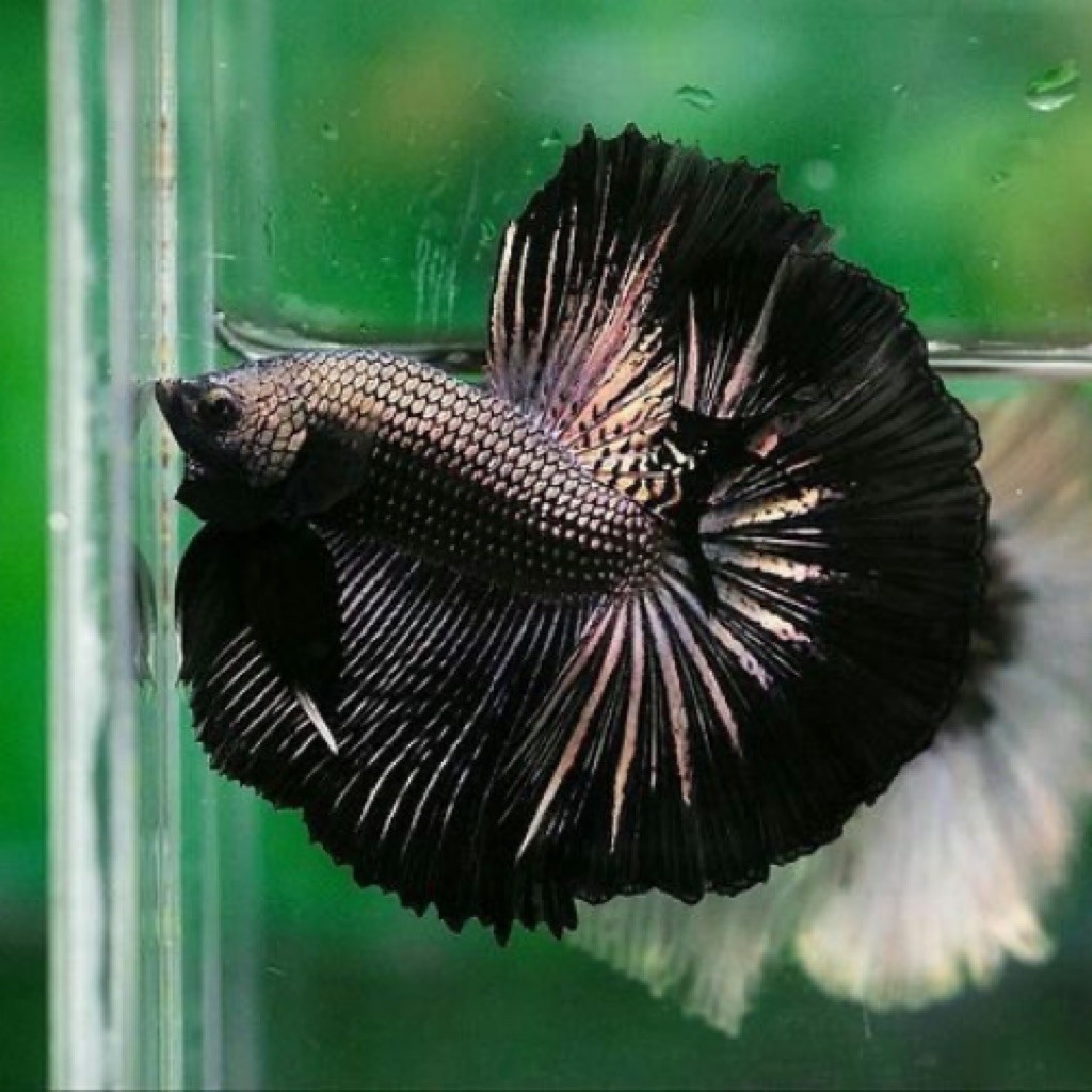 Cupang Hm Black Copper