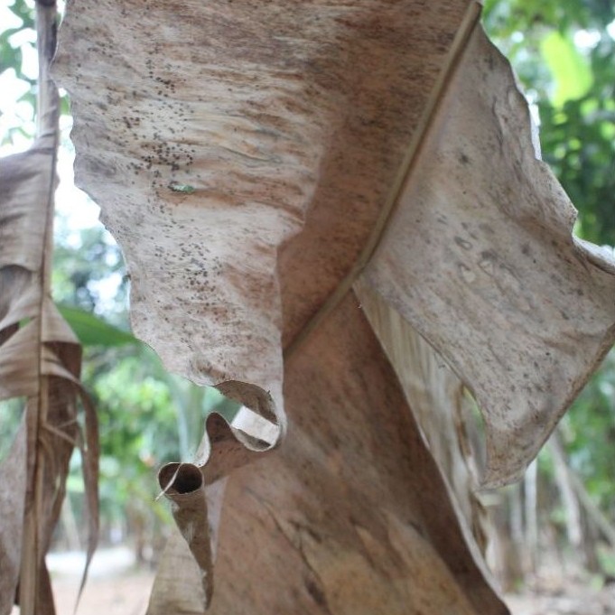 Daun pisang Kering Media Tanam 1000g Untuk Jamur Merang