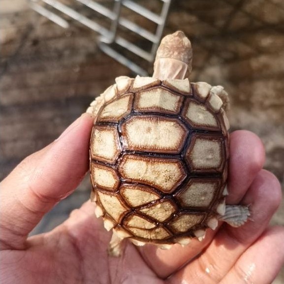 Sulcata Baby 6cm Overscute