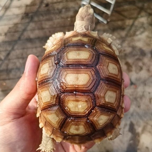 Sulcata Size 10cm Normal Cerah