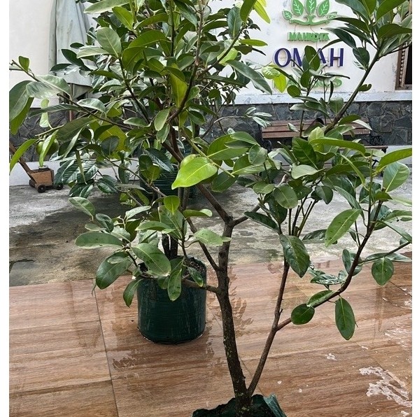 Black sapote