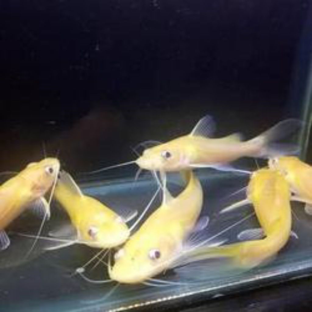 BAUNG ALBINO ASLI IMPORT