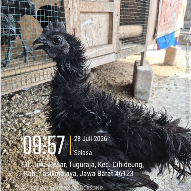 Ayam Cemani Lidah Hitam