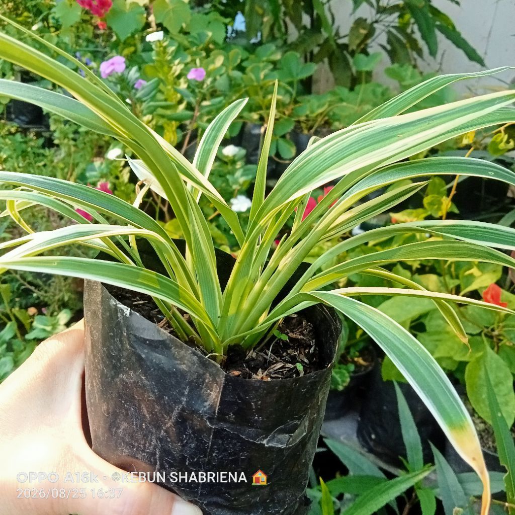 LILY SPIDER. Tanaman Hias Lily Spider