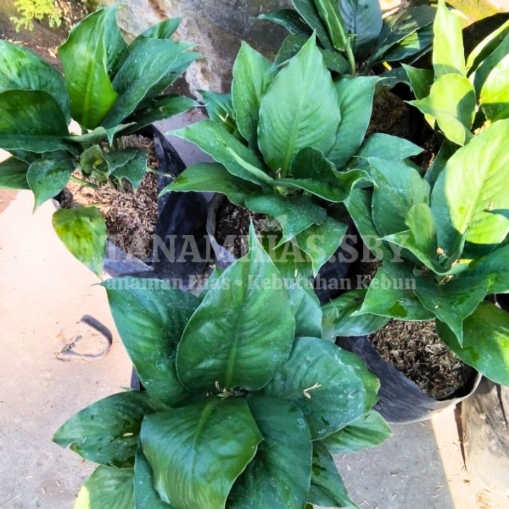 Jual Tanaman Hias Peace Lily Bangkok Ukuran Sedang Spatufilum Rimbun Siap Bunga | Tanamhias.sby