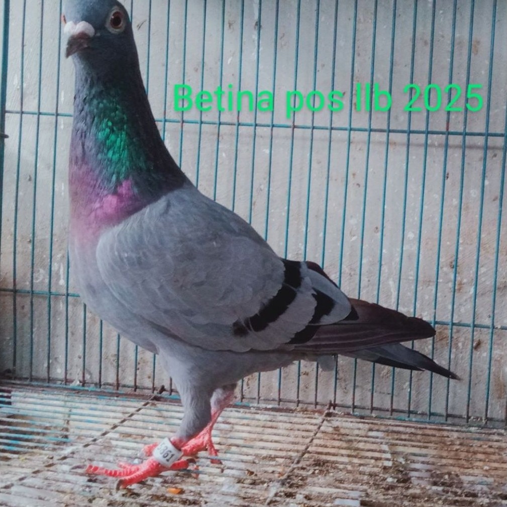 Burung merpati hias merpati pos merpati kolong