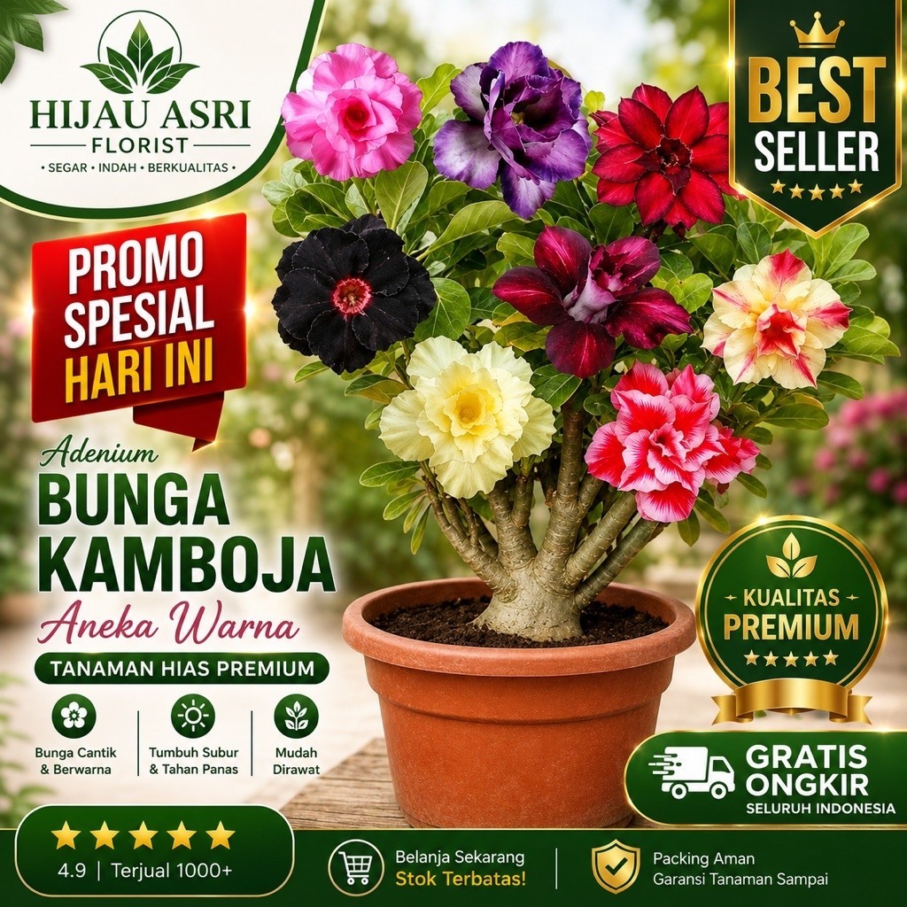 Tanaman Hias Adenium Bunga Tumpuk Bermacam Warna | Adenium Kamboja Jepang