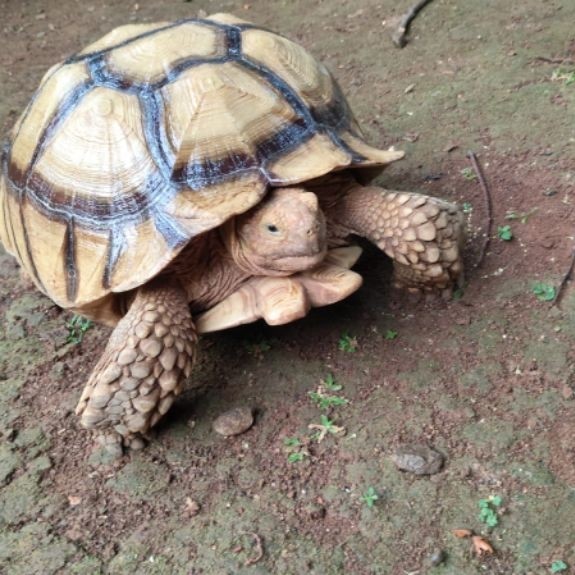 Kura-kura Sulcata Jantan Indukan