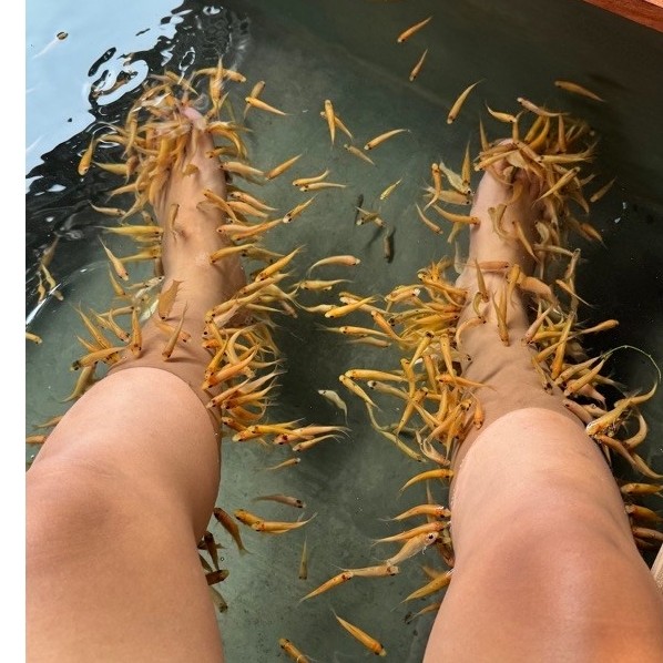 ikan nilem terapi 10 ekor