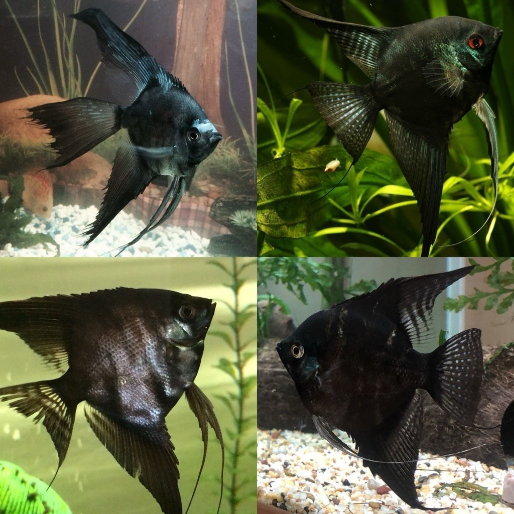 [Chan Aquatic] Ikan Hias Manfish Black Size XL | Ikan Layang-Layang Hitam Jumbo