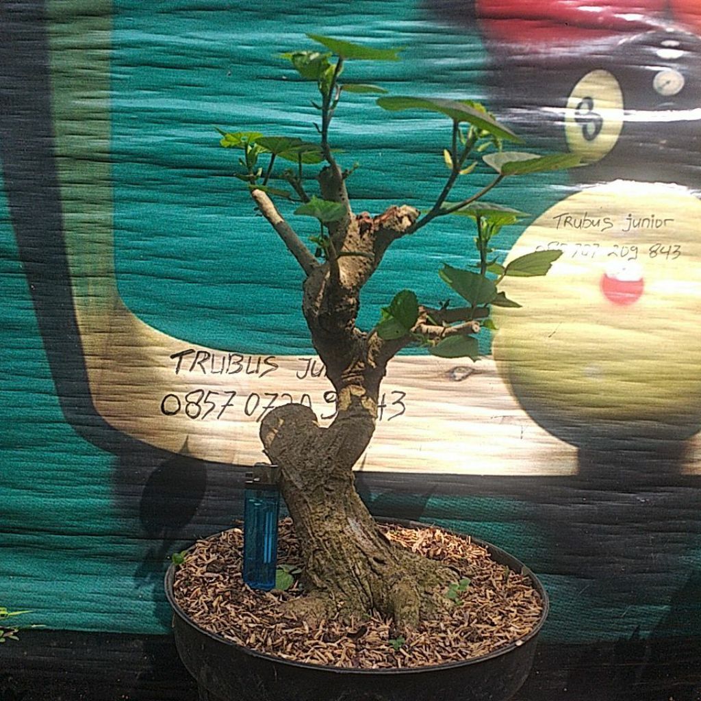 bonsai waru meliuk program akar