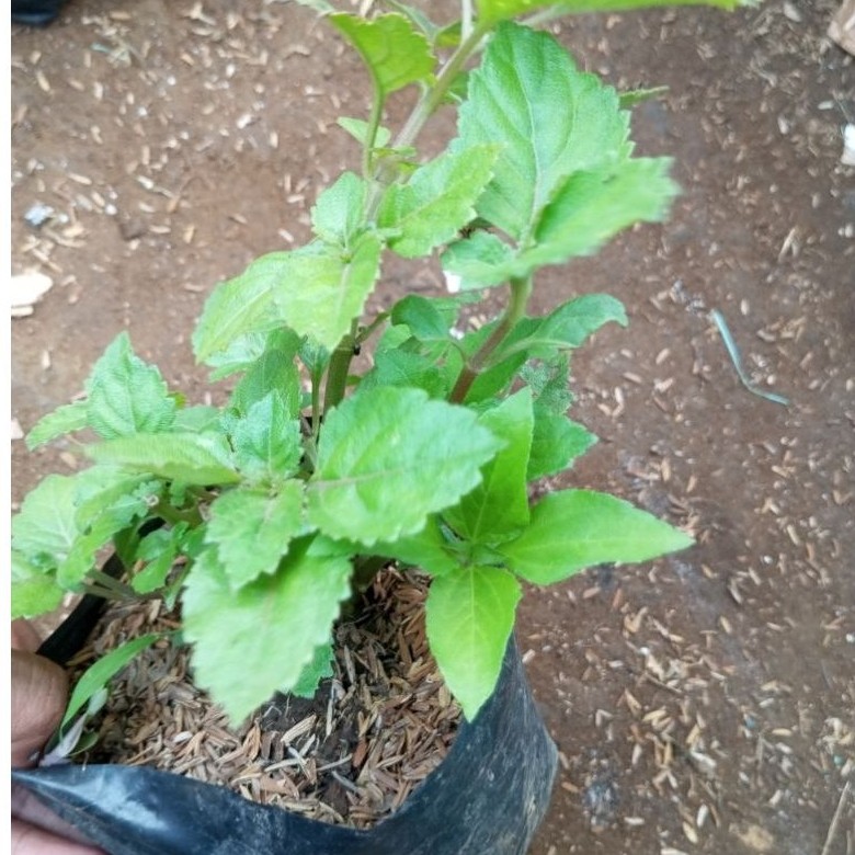 nilam/minyak nilam/tanaman herbal nilam/tanaman herbal nilam