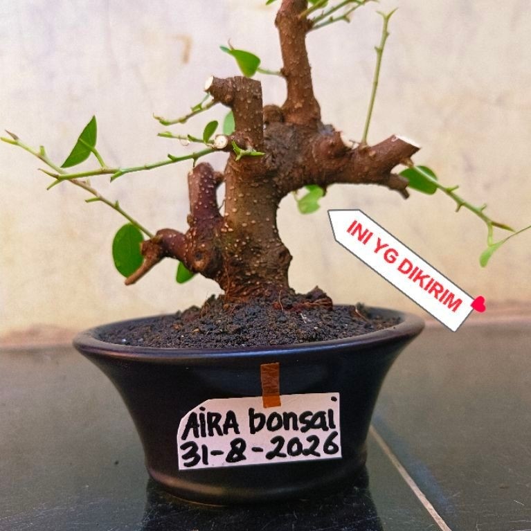 bahan bonsai iprik