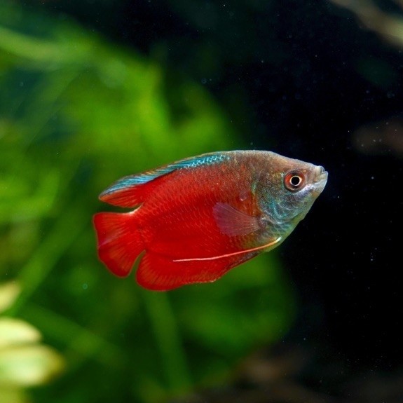 Red lily dwarf gourami rare
