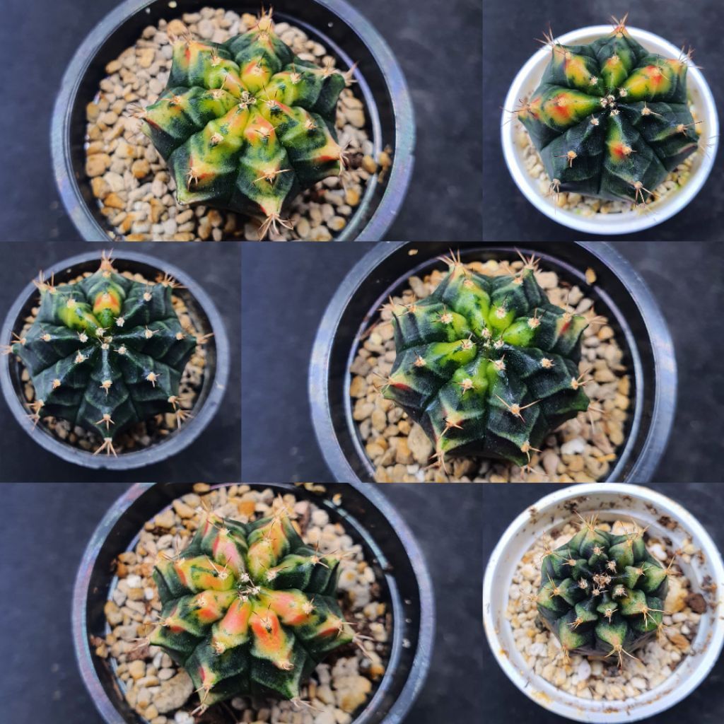 Kaktus Gymnocalycium id "Golden Armor" (Gymnocalycium mihanovichii)
