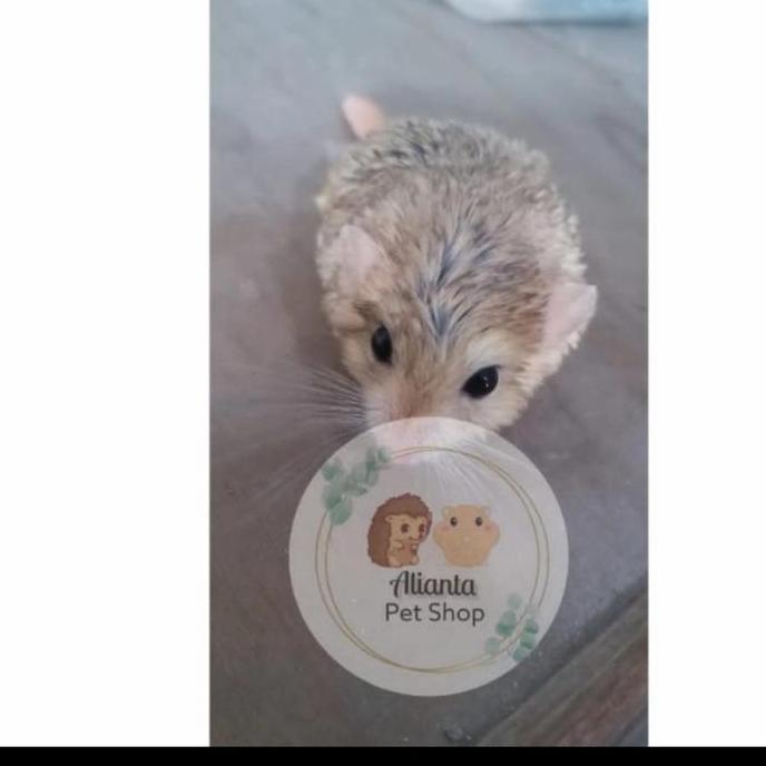 Gerbil Fat Tail