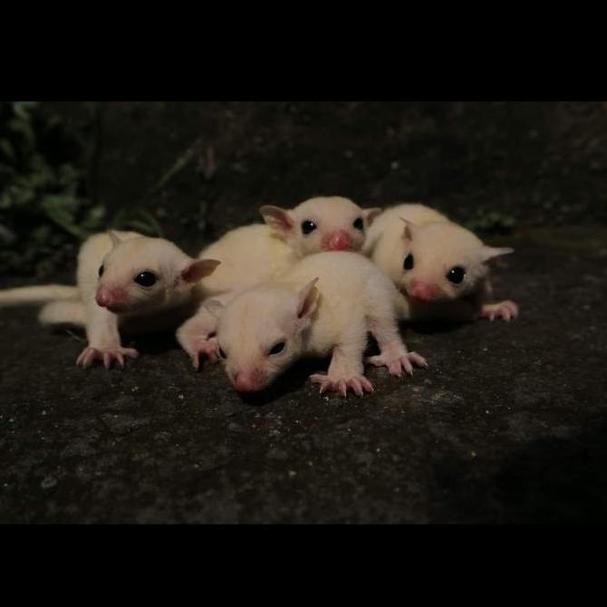 sugar glider leucistic